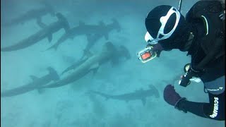 Galapagos Diving  Hammerhead Sharks  Gordon Rocks [upl. by Stanwood838]