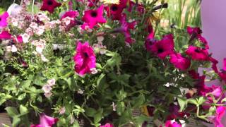 How to Revive Petunias  Grow Guru [upl. by Aleakim]