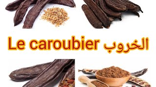 Le caroubier Ceratonia siliqua الخروب أو الخرنوب [upl. by Oiromed]