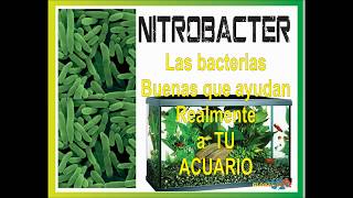 Bacterias nitrificantes para TU acuario Global dry 2019 nitrobacterias [upl. by Delwin]