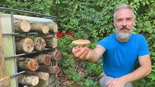 How to Grow Shiitake Mushrooms in Logs [upl. by Docilu882]