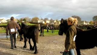 Dales Pony [upl. by Ennej]