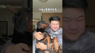 卡拉永遠OK… 萌寵 文明養犬從我做起 大型犬的溫柔 杜賓 大型犬的温柔 [upl. by Damicke]