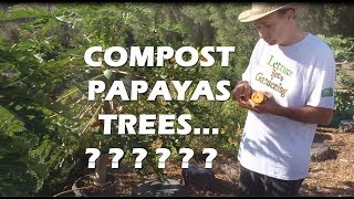 Growing PAPAYA Trees Fruit Picking Eating Composting Feeding for Size [upl. by Rma]