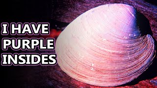 Quahog facts the clams of clam chowder  Animal Fact Files [upl. by Clive]