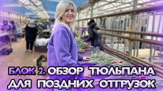 Блок 2 Обзор тюльпана для поздних отгрузок [upl. by Mansfield]