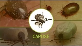 Dezinsectie capuse insecticide care omoara capusele [upl. by Nichy]