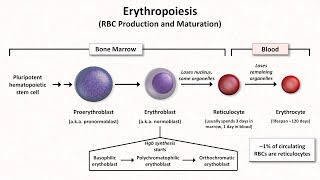 Normal RBC Physiology Including erythropoiesis [upl. by Yebloc]