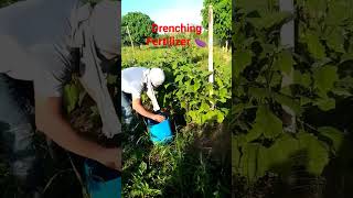 banate kingf1🍆 Drenching Fertilizer agriculture farming eggplant talong subscribe [upl. by Queenie286]