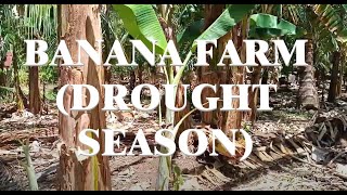 Banana farm 2024 drought season [upl. by Aimik]