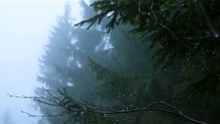 Sounds for Deep Sleep Relaxation 10 Hours  Rain in Spruce Forest Fog Swaying Branches in Wind [upl. by Solly268]