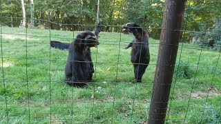 Spectacled Bear Feeding and Fighting  CERZA Parc des Safaris [upl. by Yblocaj]