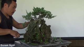 A Day in the Life of Bonsai Iligan Creeping Juniper on Rock [upl. by Eijneb]