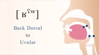 ʁˤʷ  voiced pharyngealized labialized dorsal uvular non sibilant fricative [upl. by O'Driscoll567]