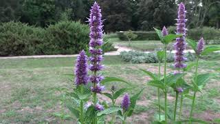 Purple giant hyssop agastache rugosa in mid August [upl. by Islehc911]