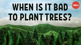 Does planting trees actually cool the planet  Carolyn Beans [upl. by Benedikta]