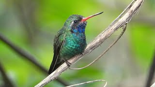 Broadbilled Hummingbird in Mexico [upl. by Iva]