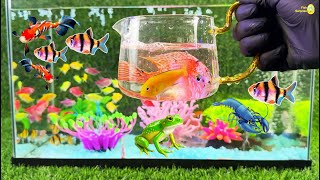 Colorful eggs aquarium crayfish koi angelfish betta fish goldfish glofish tetra frog parrot [upl. by Gagnon]