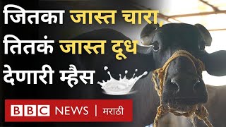 murrah buffalo Dairy Farming  दुप्पट उत्पन्न मिळवून देणाऱ्या मुर्रा जातीच्या म्हशी [upl. by Sirob]