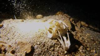 Diving along Sfaktiria in Navarino Bay Part Two [upl. by Pamelina]