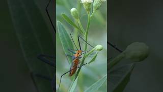 Milkweed Assassin Bug crawls up to reach Baccharis flowers [upl. by Brinkema]