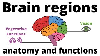 Neurology  Cerebrum Frontal Lobe Anatomy amp Function [upl. by Mika]