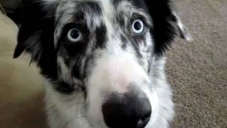 Dog Talk  Conversation With An Australian Shepard [upl. by Bartley48]