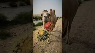 Camel eating meat animals camel camelinthedesert whitecamel desertanimal desertlife [upl. by Danete]