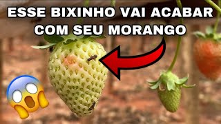 FRUTOS DE MORANGO DEFORMADOS SAIBA O QUE É E COMO RESOLVER [upl. by Notnirb]