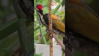 Black rumped flameback woodpecker [upl. by Leunam792]