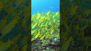 Maldives Yellow Striped Snappers joyful serene scubadiving maldives [upl. by Adlare651]