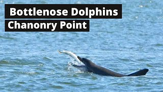 Bottlenose Dolphins Feeding at Chanonry Point  HUGE SALMON [upl. by Ponzo122]