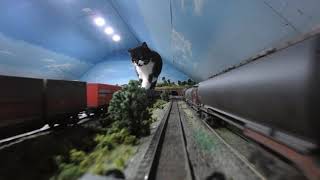 Enormous Cat or Tiny Train Feline Takes Stroll on Owners Train Set [upl. by Aisel]