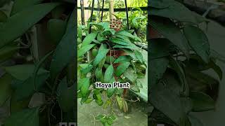 Hoya Growing Hacks Transform Your Plants Overnight hoyahoyaflowers trending​ viral​ shorts​ [upl. by Suivatnad]