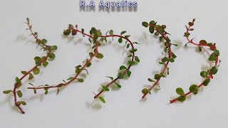 Rotala Rotundifolia Hi Red  Rotala Blood Red [upl. by Atirehgram]