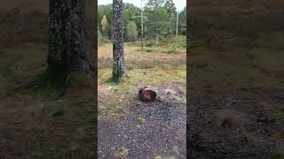 Bear watching us make coffee at a fire Svarttjønna Steinkjer Norway norwegiannature [upl. by Ulphiah647]