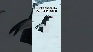 Gentoo Antarctic Life shorts foryou fyp animals antarctica viral [upl. by Shandie666]