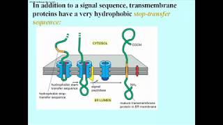 308 Integral Membrane Proteins Have Stop Transfer Sequences [upl. by Arsi254]