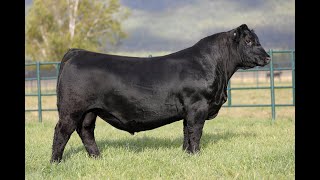 Lot 11  Montana Lincoln 3307 [upl. by Enirol]