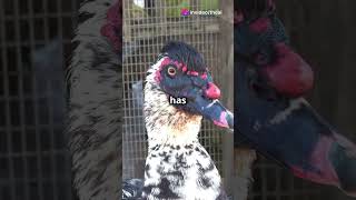 invideo ai 1080 The Quirky Life of an English Duck ducks duckfacts ducklife duckslife [upl. by Akira]