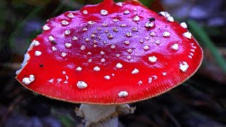 Paddenstoelen IJzerenbos Susteren en omgeving©ton vranken [upl. by Alysa]