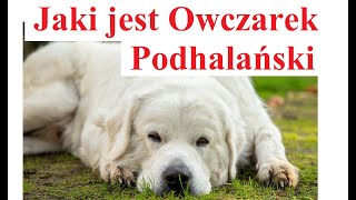 Jaki jest Owczarek Podhalański [upl. by Angil857]