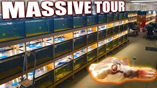 Over 400 Aquariums of Rare Fish  Dansfish Warehouse Tour [upl. by Ycul]