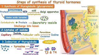 synthesis of thyroid hormone [upl. by Eceertal]