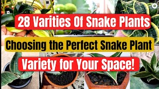 28 Varieties of Snake plants check out our popular Snakeplant lists [upl. by Anniram]