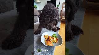 A Labradoodle’s Perfect Brunch Eggs Bread amp Veggies 🐶🥗puppy dogeating brunch labradoodles [upl. by Razec]