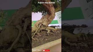 Fukien tea Bonsai  Carmona Bonsai shorts [upl. by Cattan]