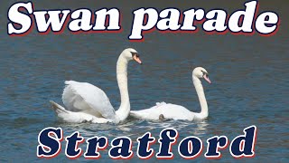 Annual Swan Release 2024 in Stratford Ontario [upl. by Coussoule278]