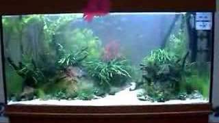 Aquarama Planted Tank Competition [upl. by Aneeuqal]