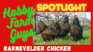 HFG Farm Animal Spotlight Barnevelder Chicken [upl. by Anits205]